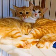 子ネコ物語のようなチャトラン兄弟姉妹！