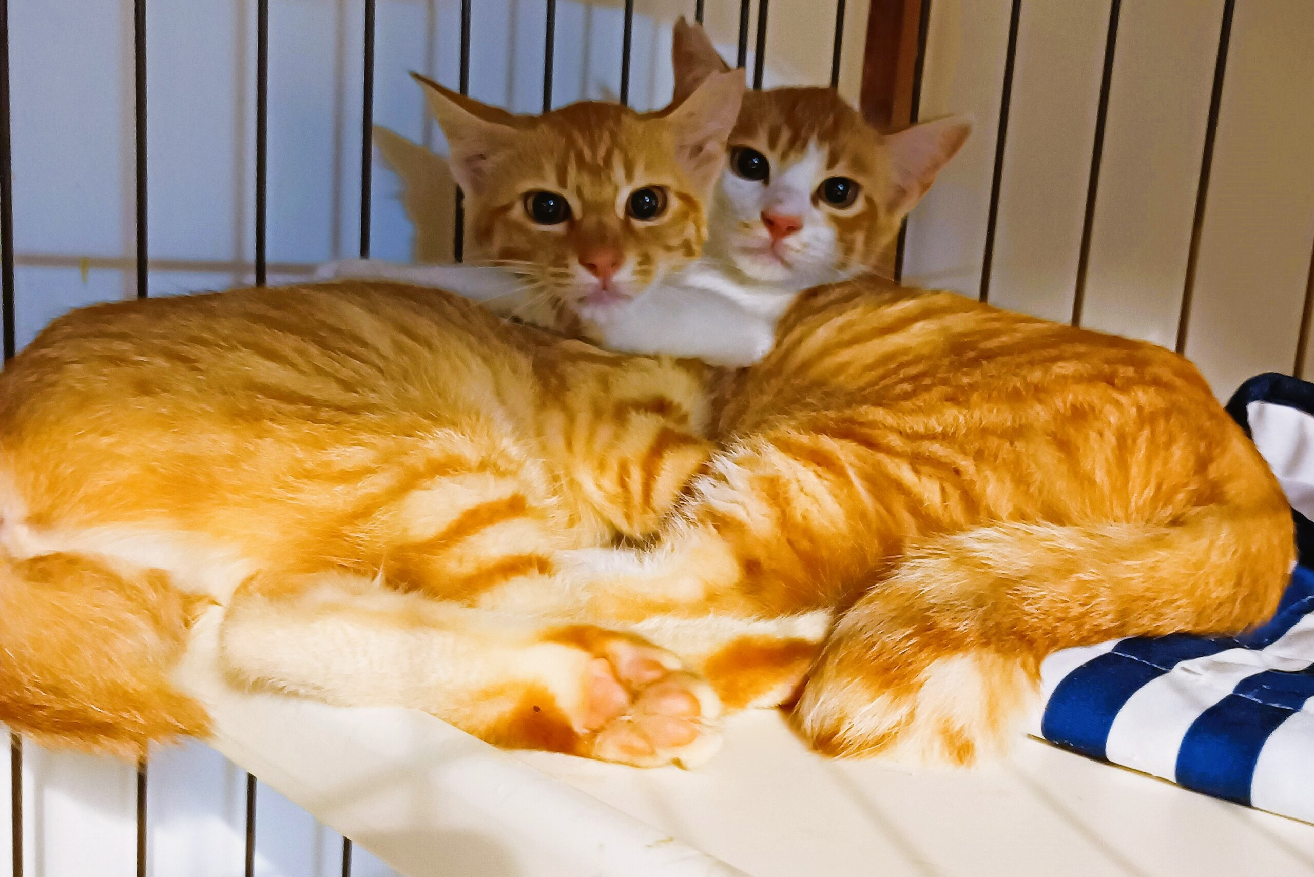 子ネコ物語のようなチャトラン兄弟姉妹！