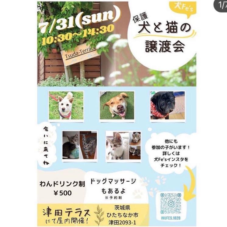 保護犬と猫の譲渡会　（犬Fés2022 )