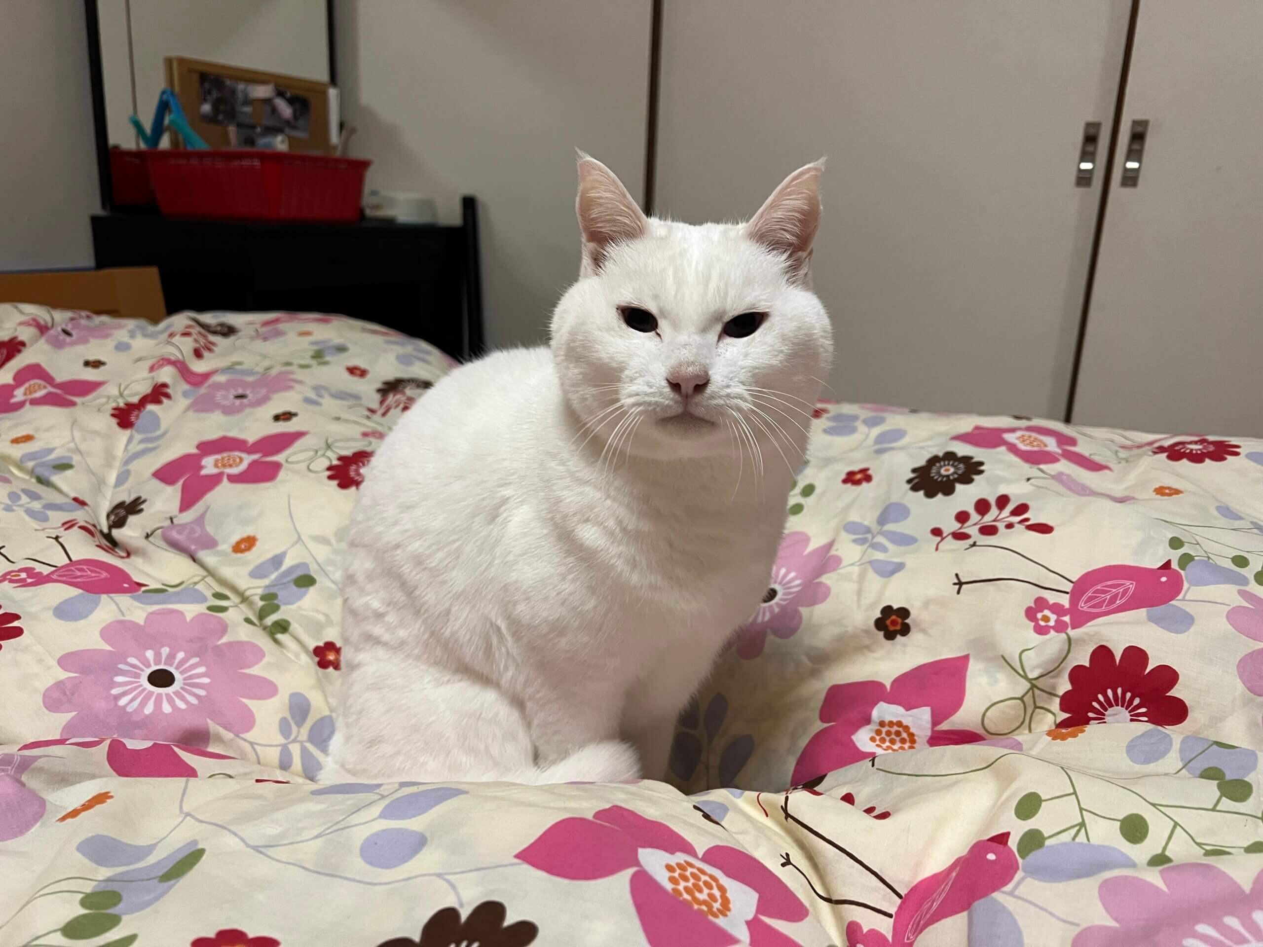 14歳の元気な男に子