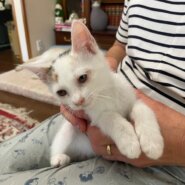 生後三ヶ月位の子猫（女の子）