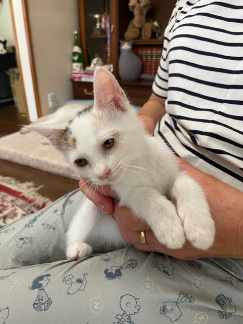 生後三ヶ月位の子猫（女の子）