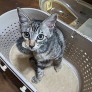 おしとやかなサビの子猫（女の子/3ヶ月）