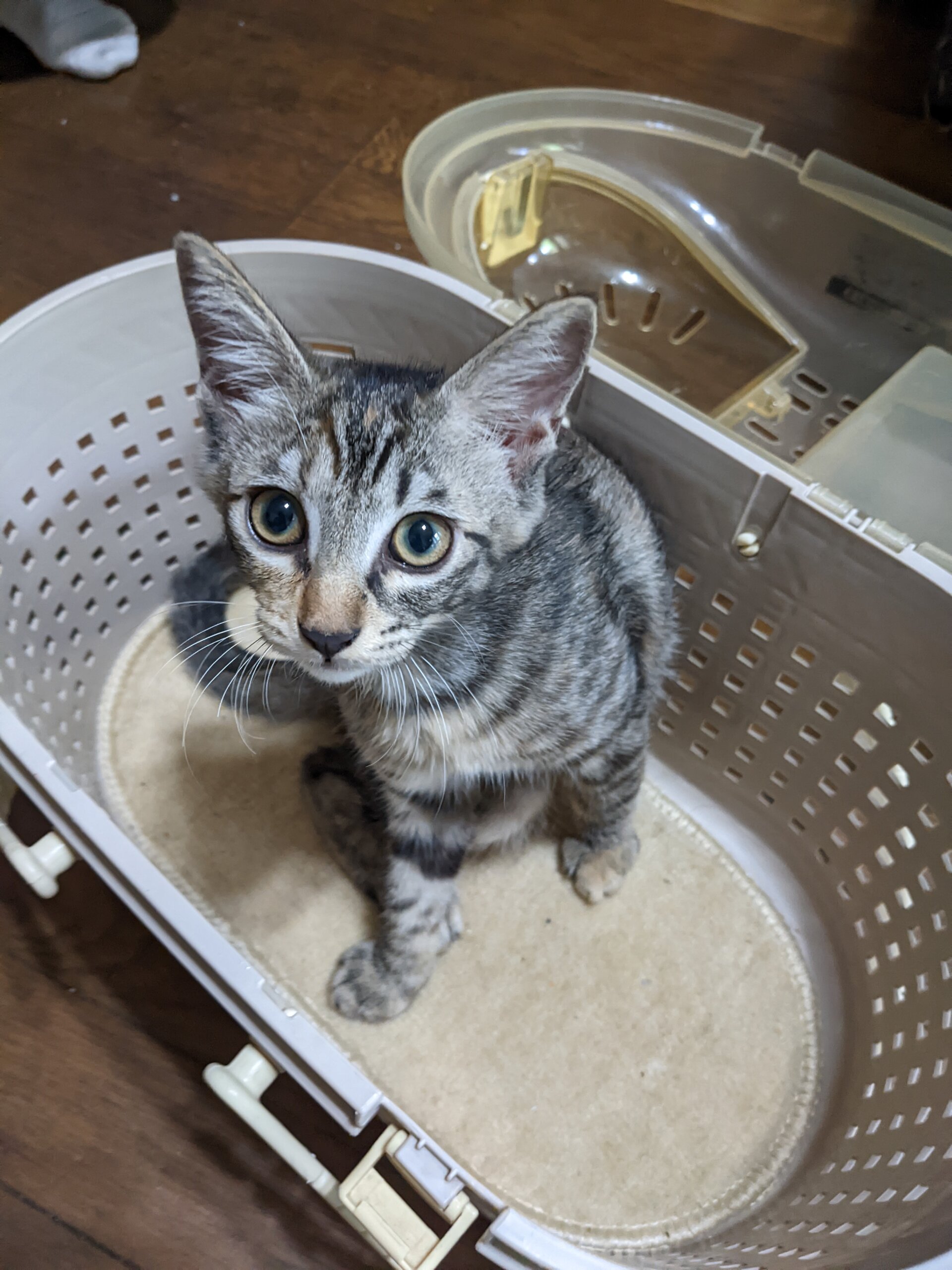 おしとやかなサビの子猫（女の子/3ヶ月）