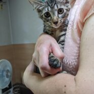 甘えん坊なサバトラの子猫（女の子/3ヶ月）