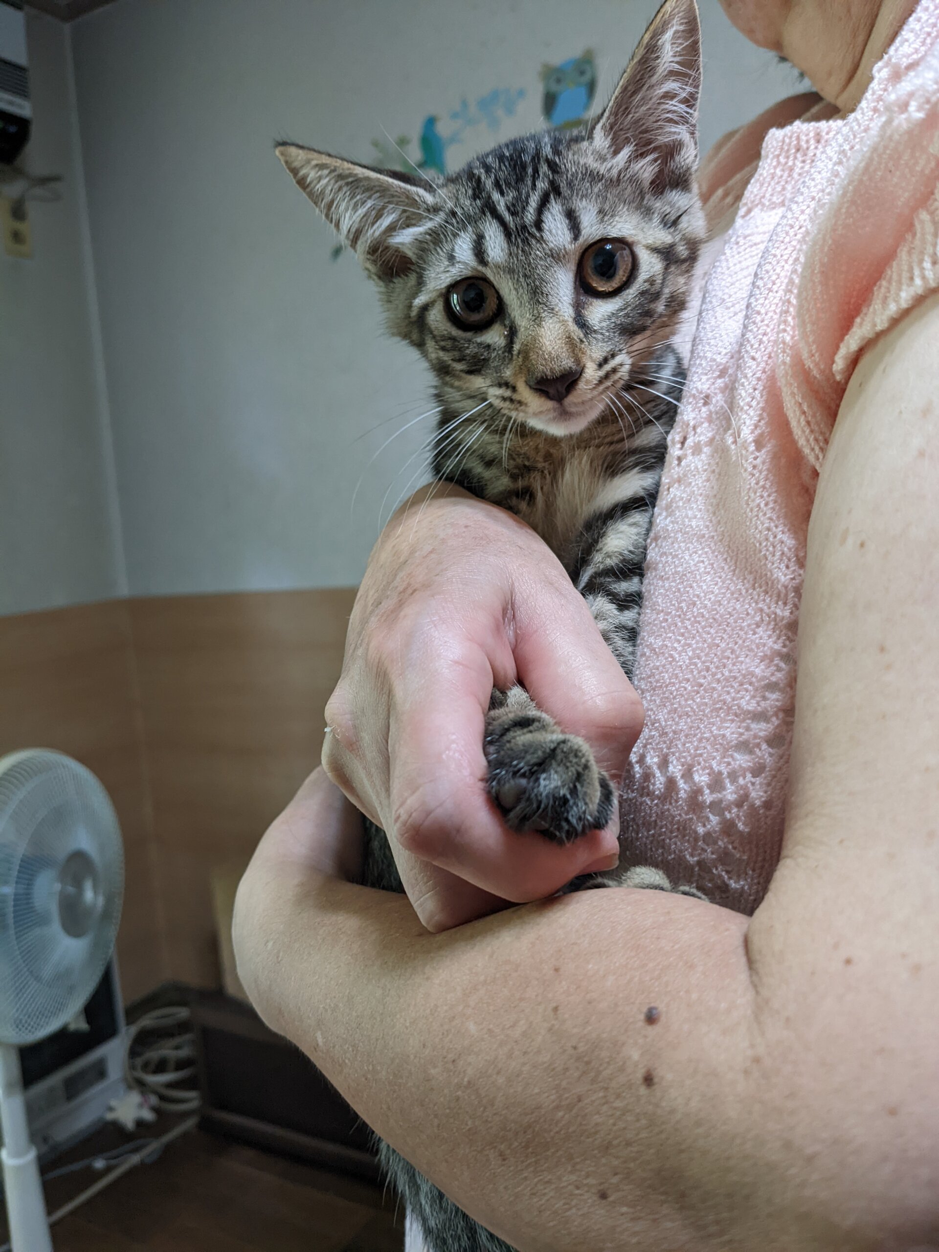 甘えん坊なサバトラの子猫（女の子/3ヶ月）