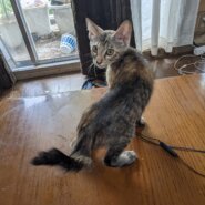 幸運の鍵しっぽのサビの子猫（女の子/3ヶ月）