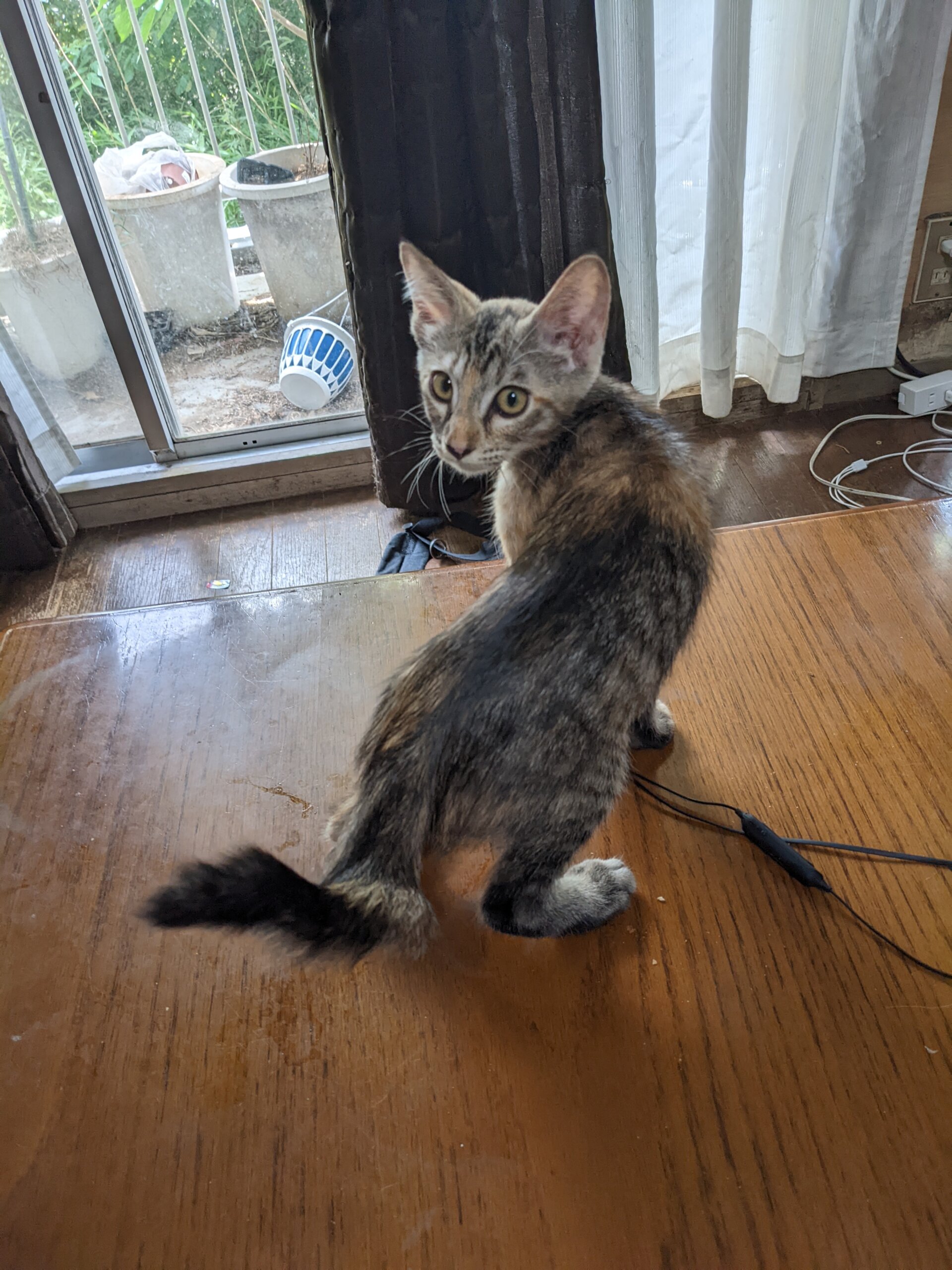 幸運の鍵しっぽのサビの子猫（女の子/3ヶ月）