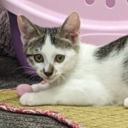 可愛さはじける生後3・5ヶ月の炭酸ガール♪