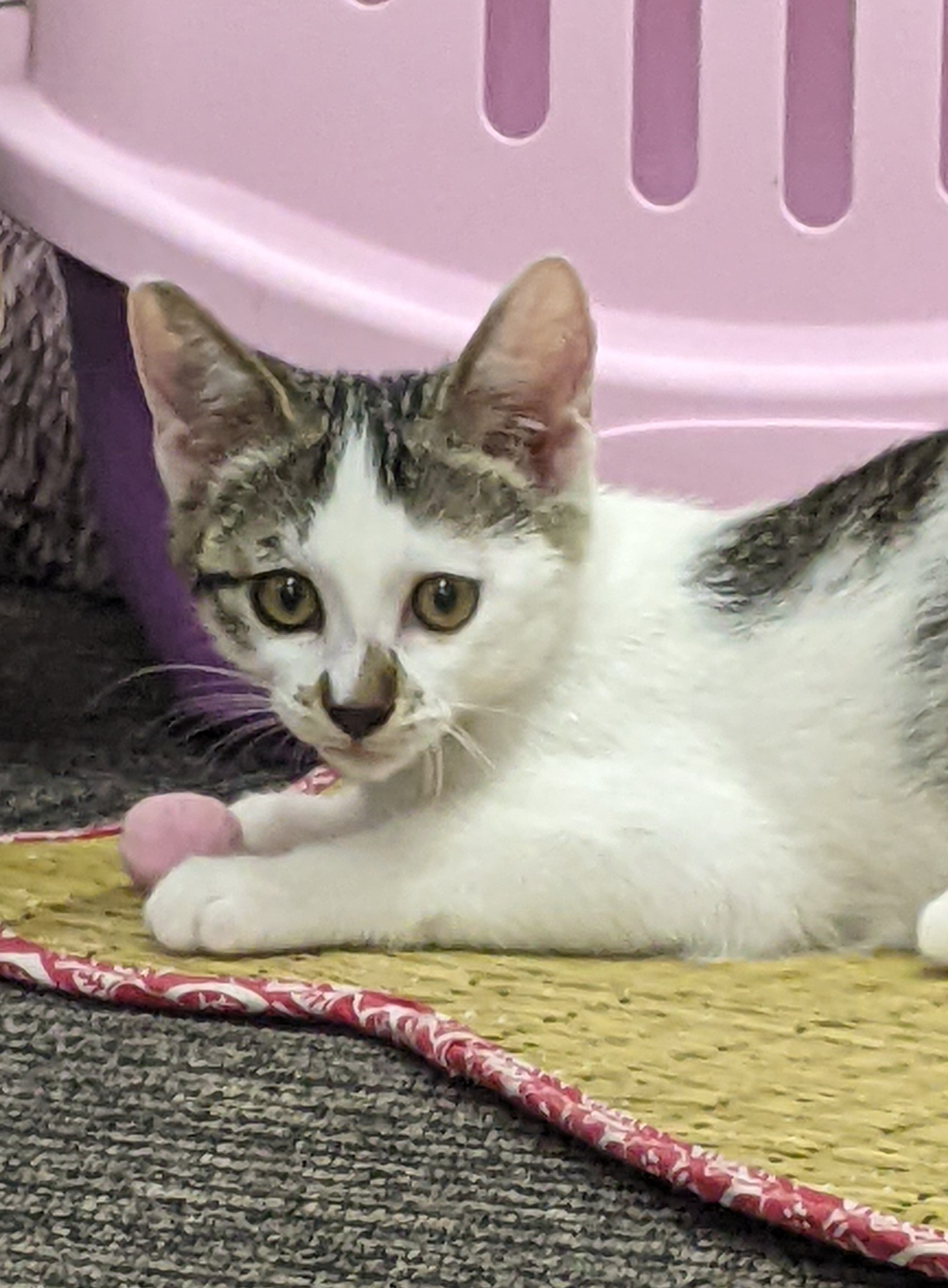 可愛さはじける生後3・5ヶ月の炭酸ガール♪