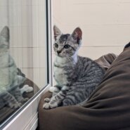 【一時停止】ビビりなサバトラくん