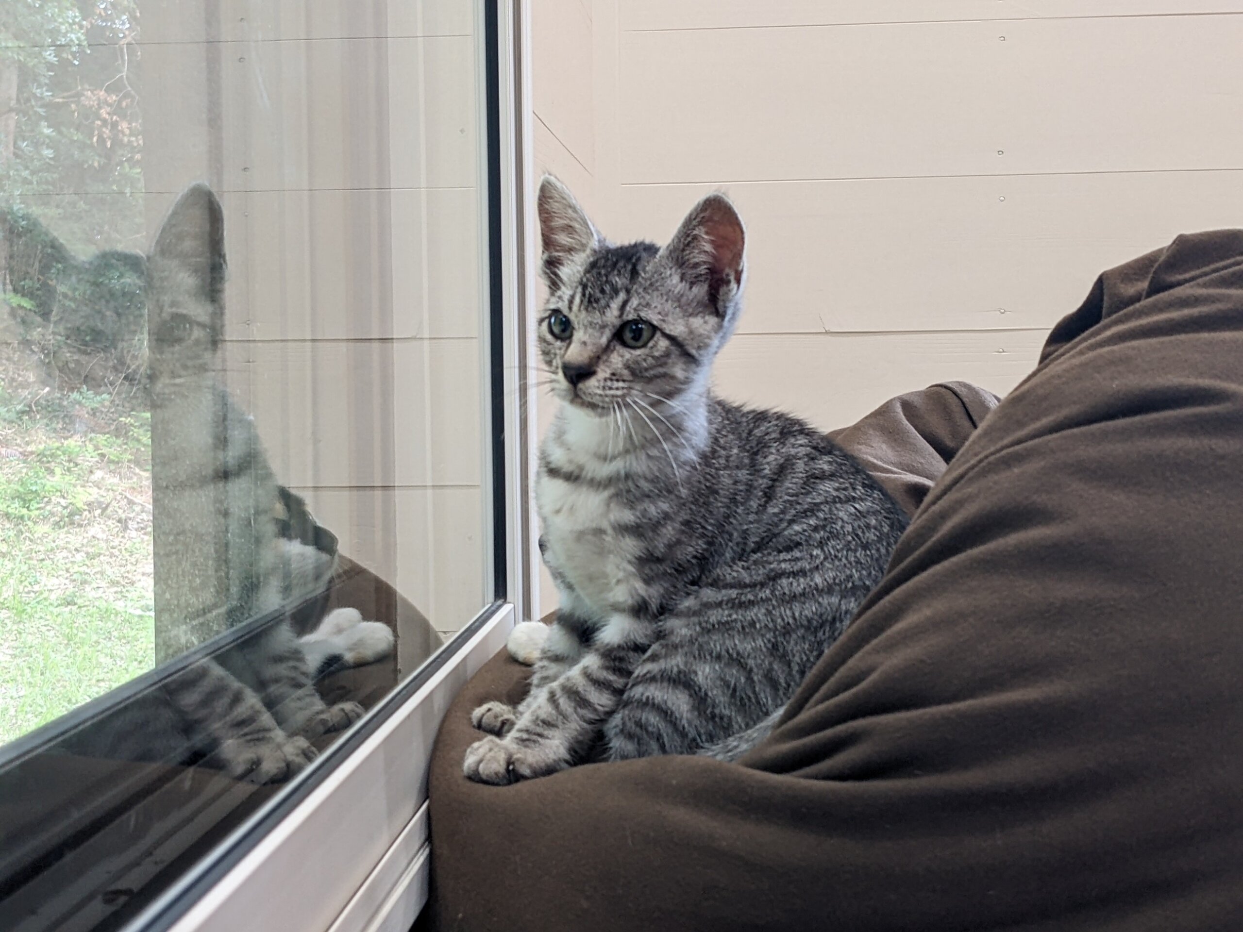 【一時停止】ビビりなサバトラくん