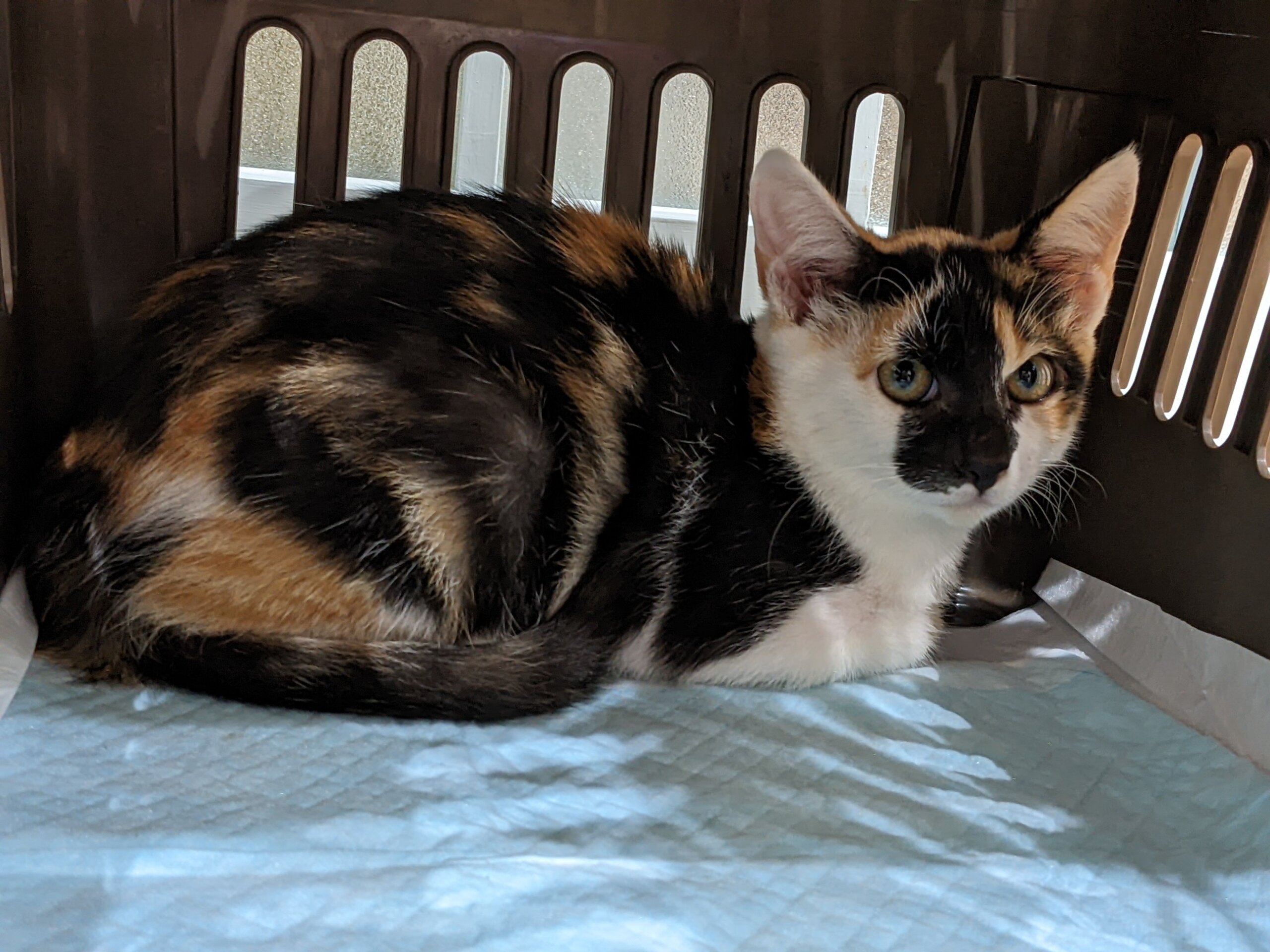 生後3ヶ月の三毛猫♀