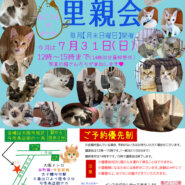 子猫がいっぱい譲渡会！