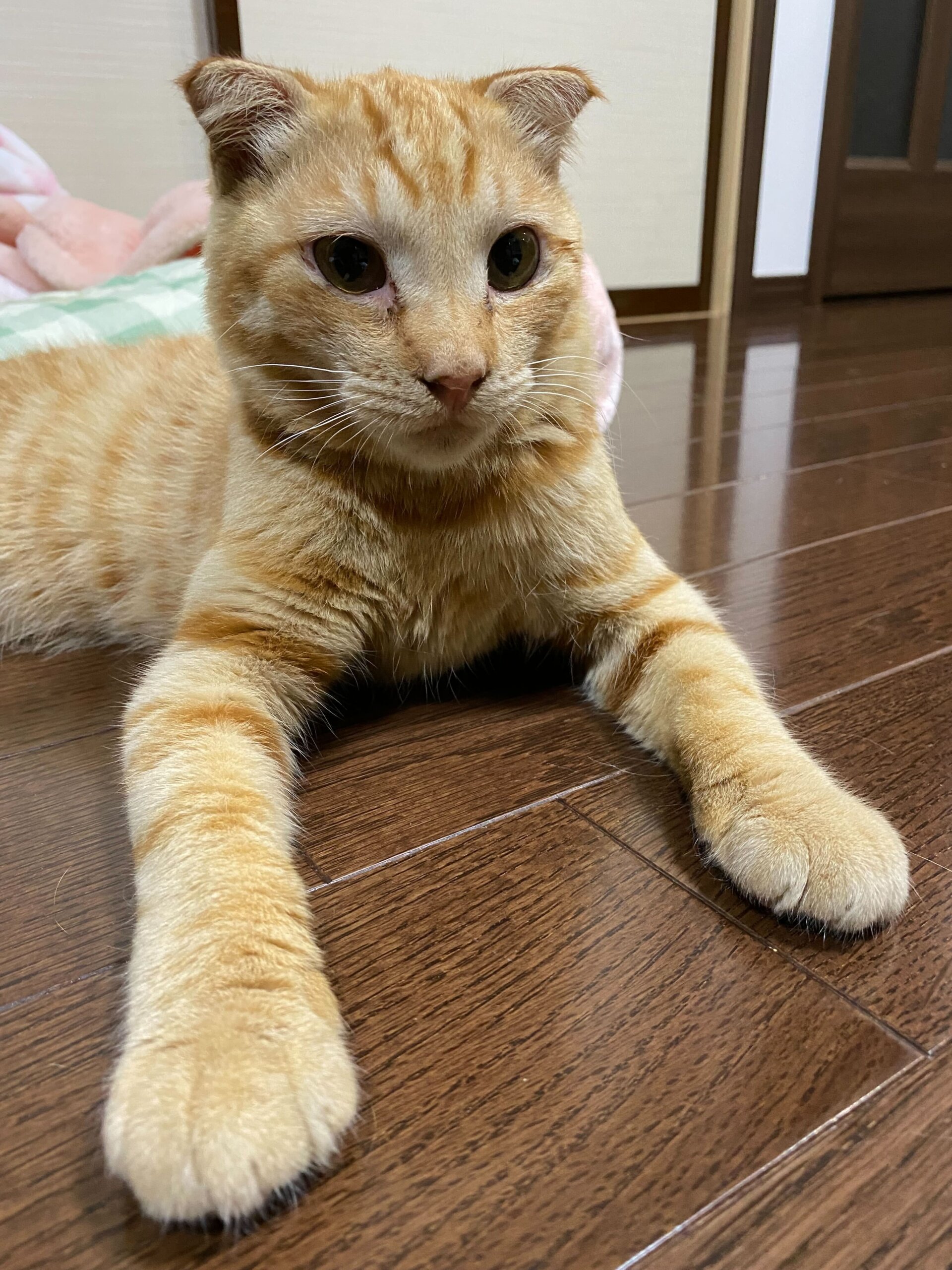 生後6か月の男の子♪