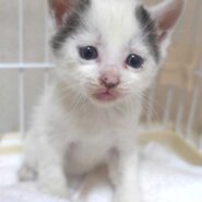 白黒の子猫の男の子の里親さん大募集です！