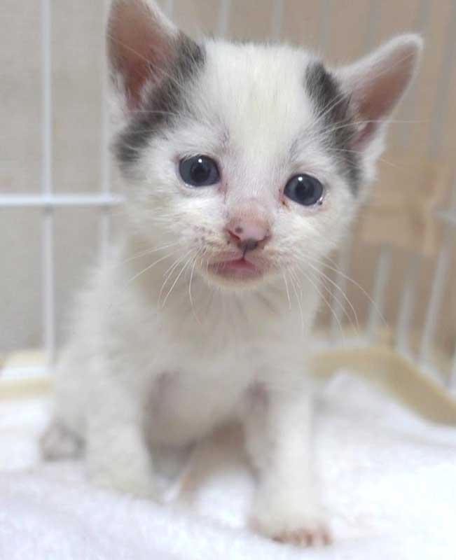 白黒の子猫の男の子の里親さん大募集です！