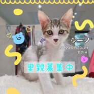スタイルがいいイケメン仔猫ちゃん里親募集中！