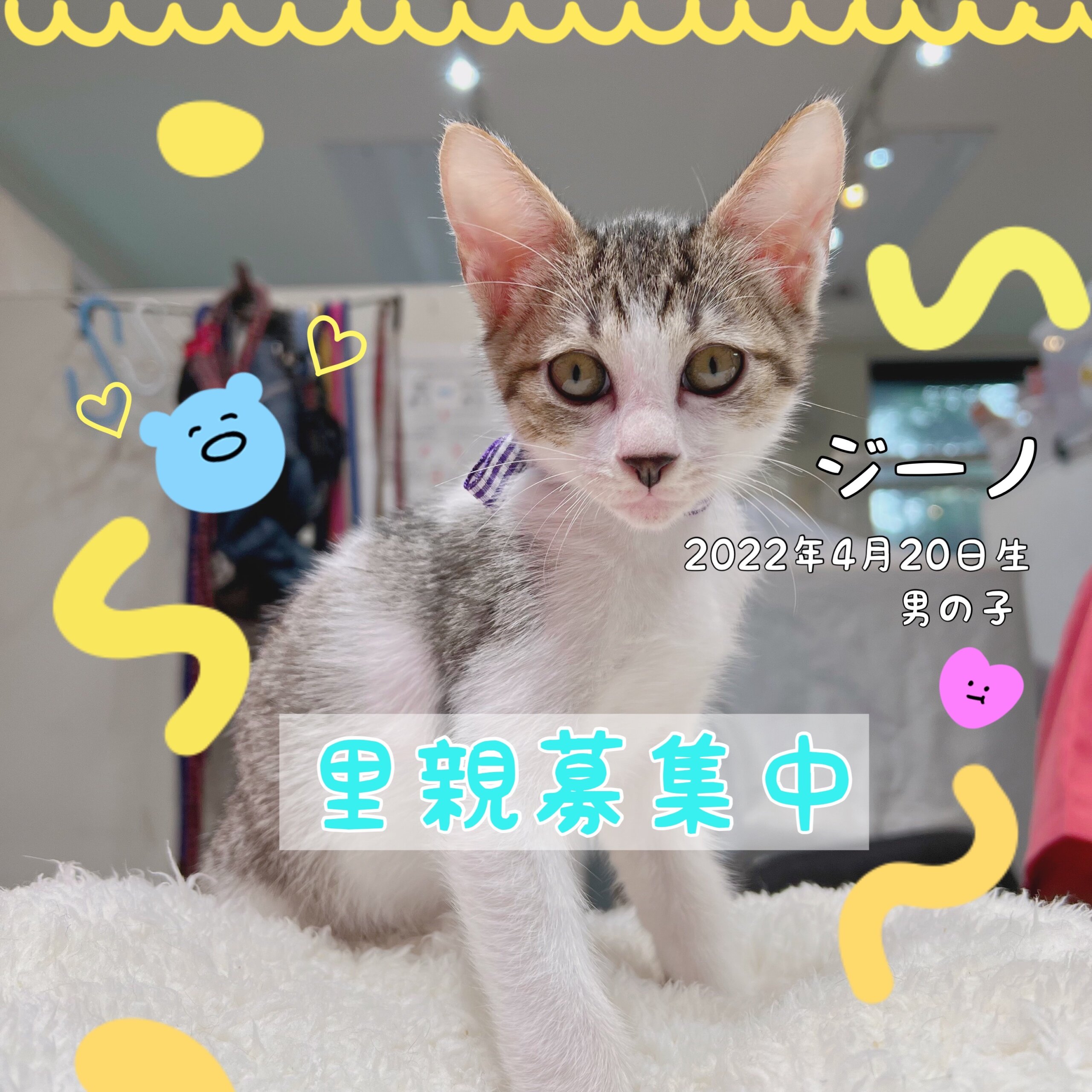 スタイルがいいイケメン仔猫ちゃん里親募集中！