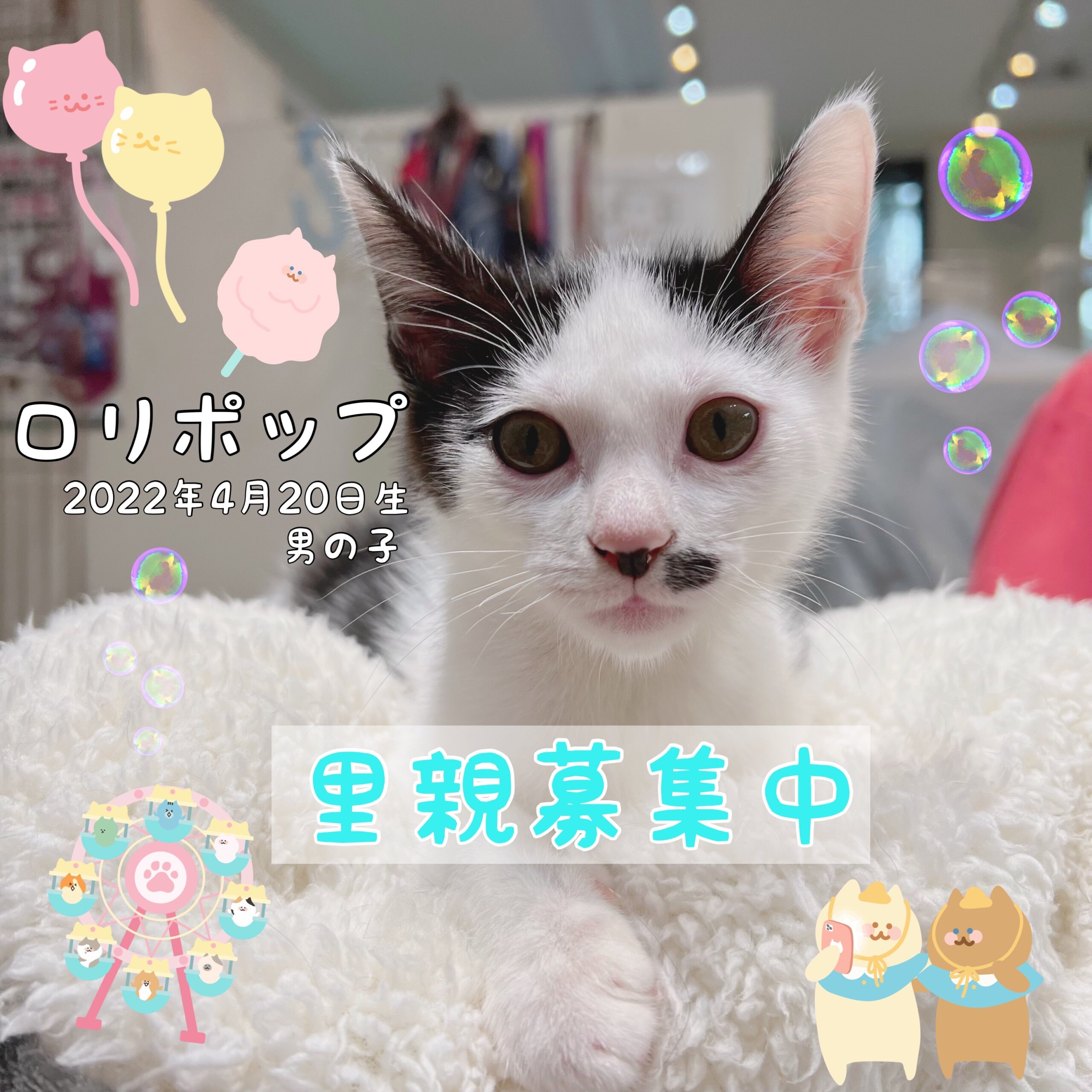鼻の横のぶち柄が特徴の子猫ちゃん里親募集！