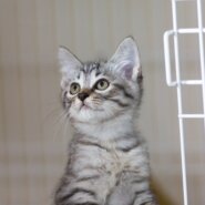 【保健所レスキュー】とてもハンサムなニョッキくん