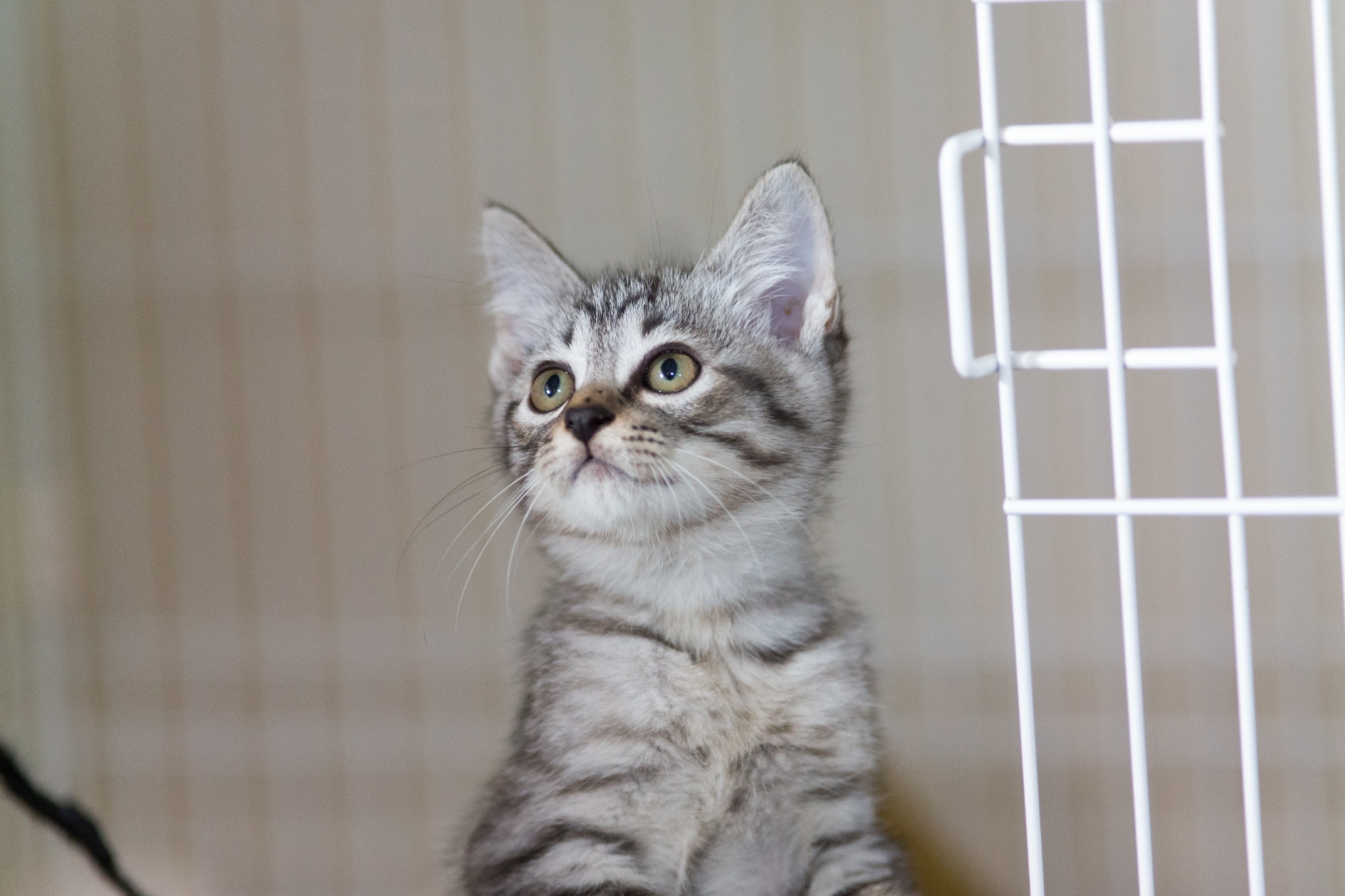 【保健所レスキュー】とてもハンサムなニョッキくん