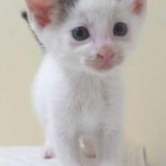 白黒の子猫の男の子の里親さん大募集です！