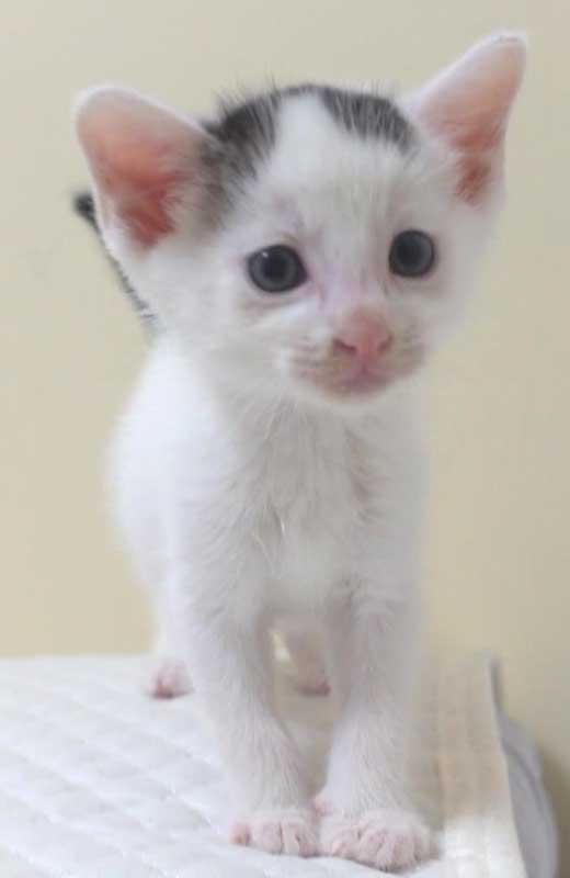 白黒の子猫の男の子の里親さん大募集です！