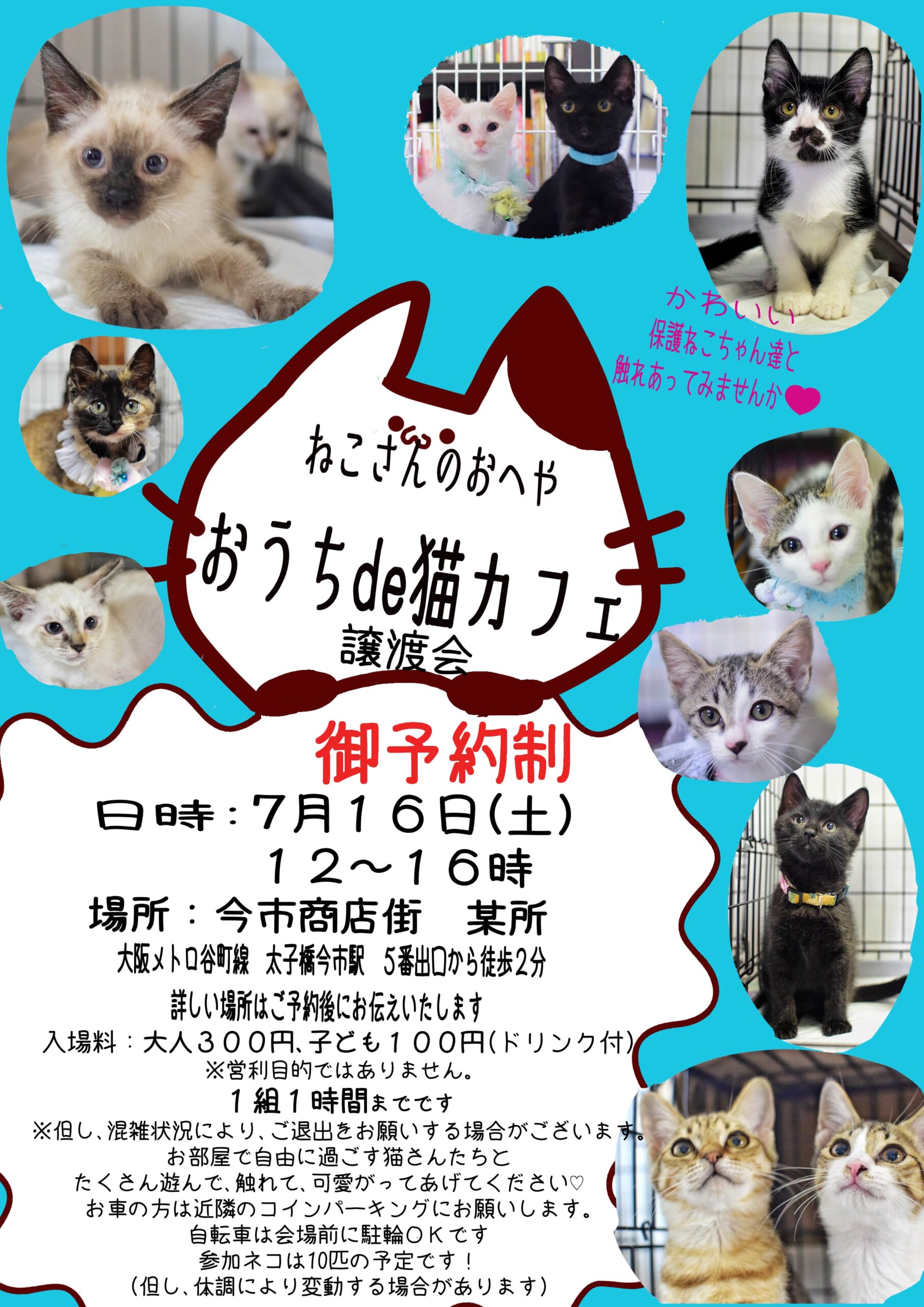 おうちde猫カフェ