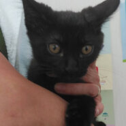 とても甘えん坊の黒猫子猫のくま次郎！