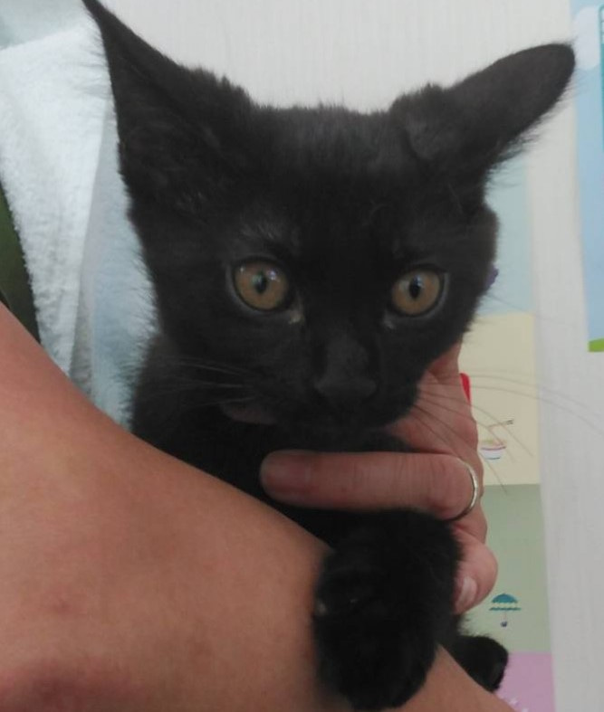 とても甘えん坊の黒猫子猫のくま次郎！