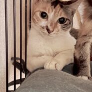 向日葵みたいに可憐な三毛猫のヒマちゃん！