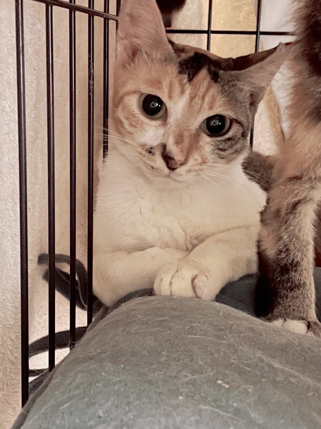 向日葵みたいに可憐な三毛猫のヒマちゃん！