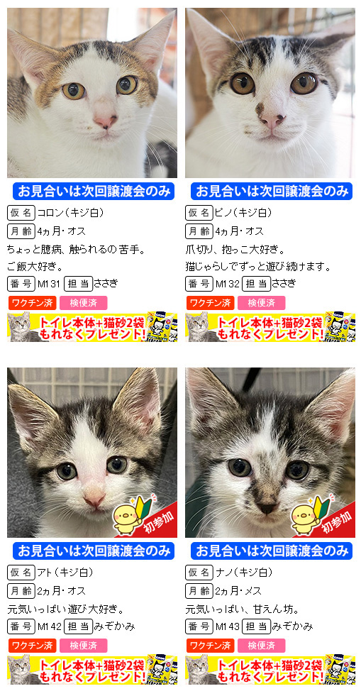 子猫だけ37匹！メッチャ多い！！愛知県みよし市