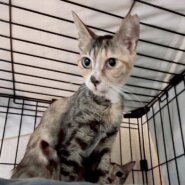 お茶目で可愛い三毛猫のココちゃん！