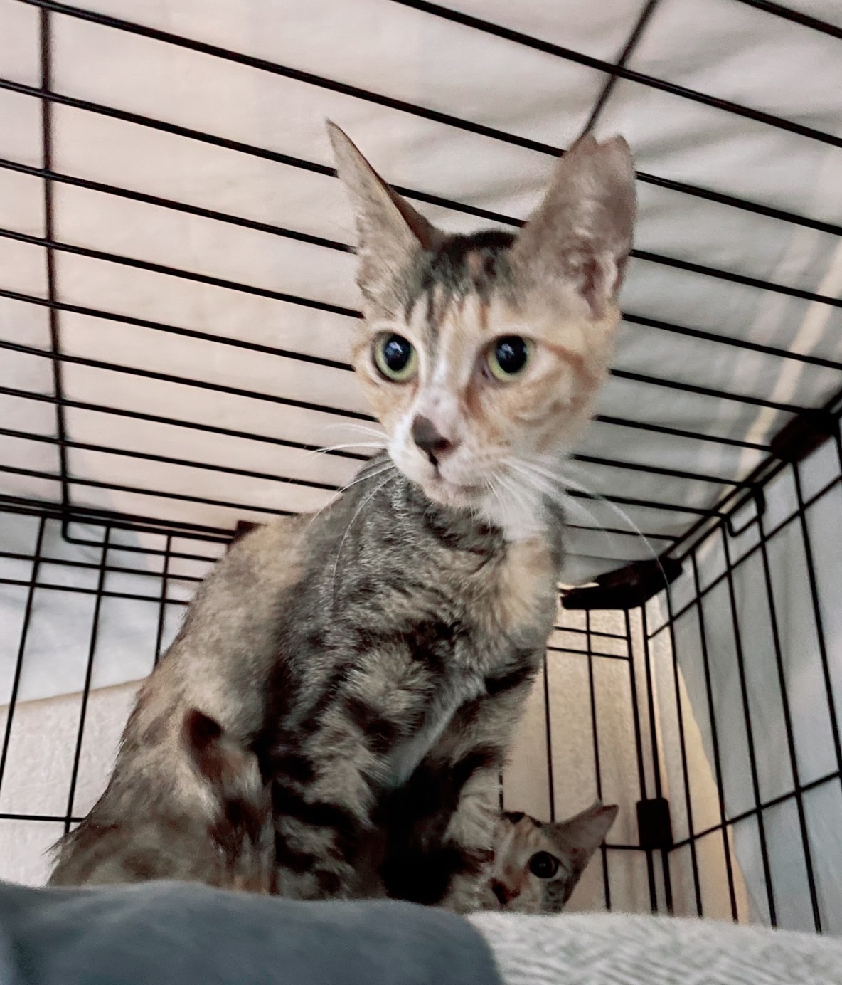 お茶目で可愛い三毛猫のココちゃん！