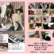 ねこうらら南八幡シェルター🐾譲渡会のお知らせ 🐾「子猫ちゃん祭り～！」