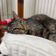 人が大好き甘えん坊な男の子