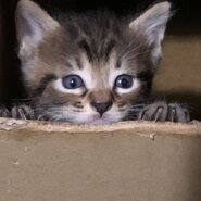 生後3週間の子ニャンコです。