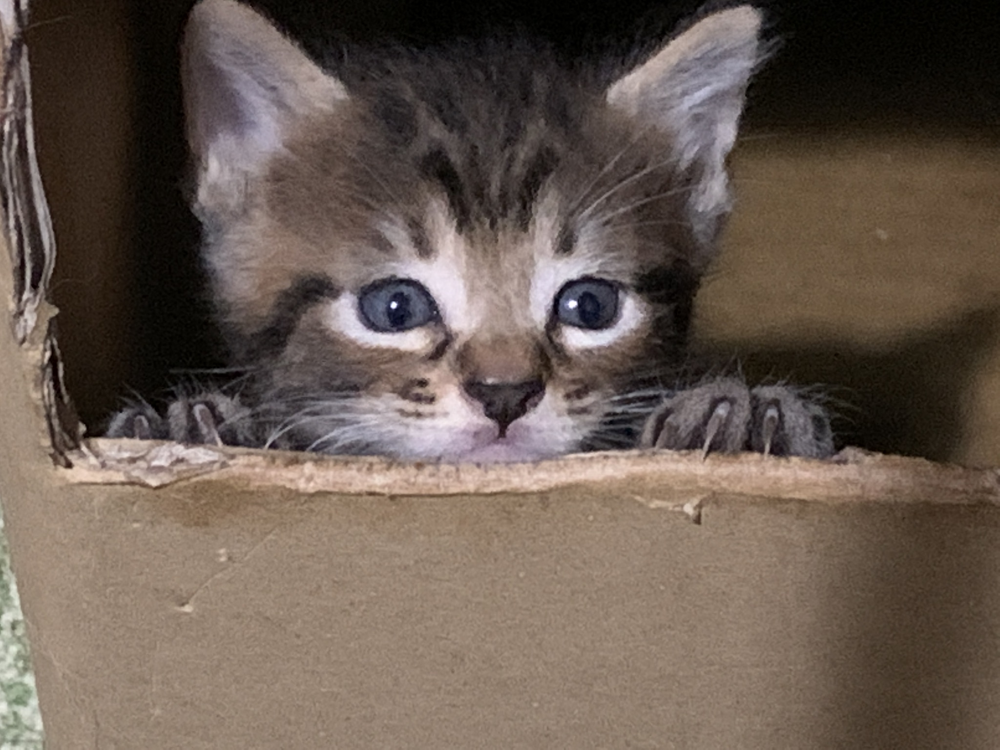 生後3週間の子ニャンコです。