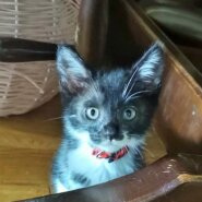 楽しい子猫：タンタン