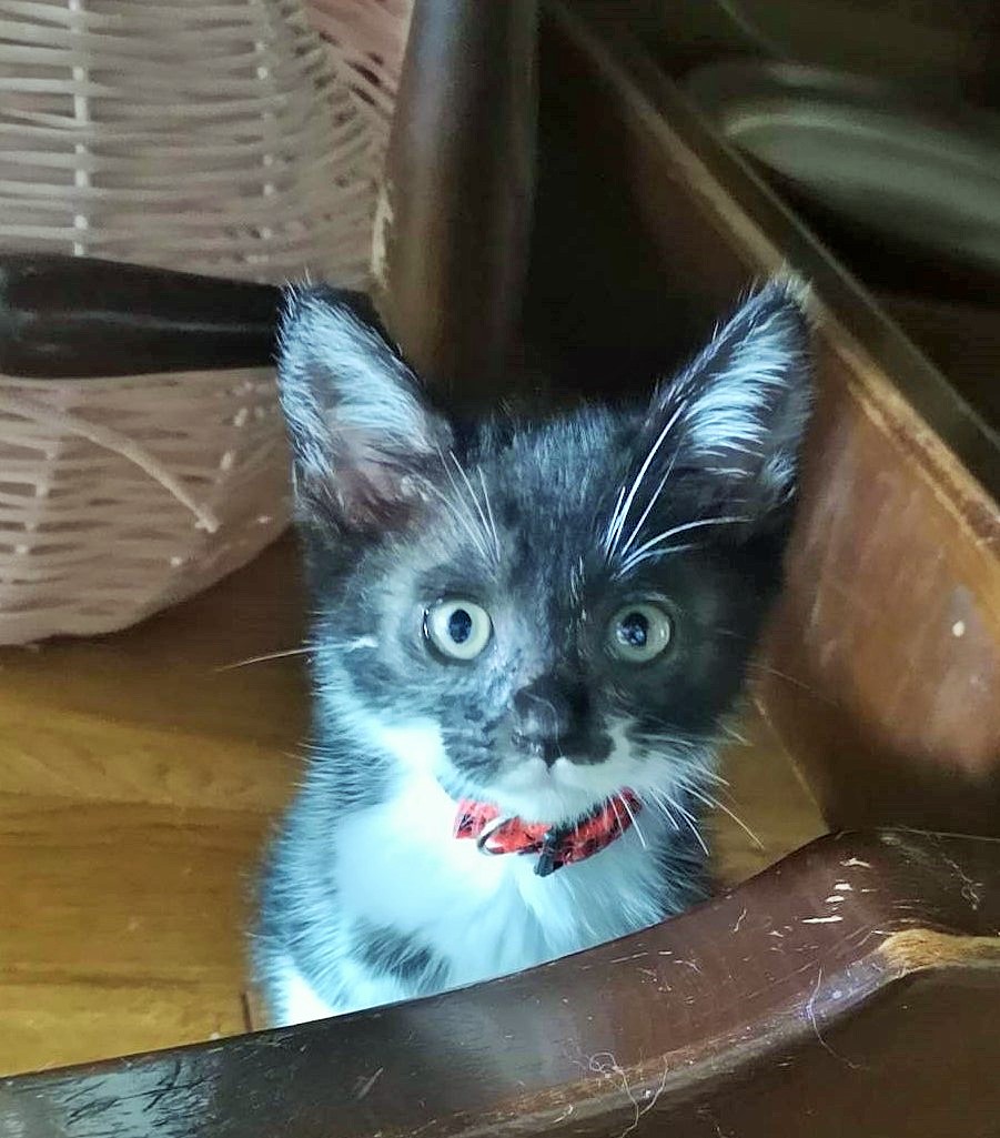 楽しい子猫：タンタン