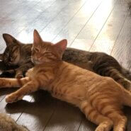 茶トラ♂　キジトラ♀　生後３～４カ月(キジトラさん決定）