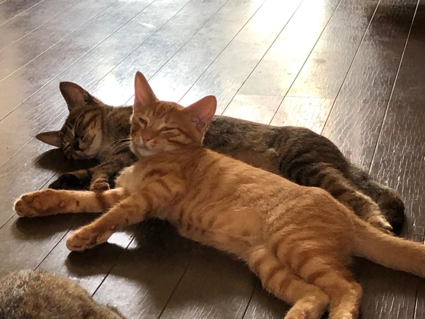 茶トラ♂　キジトラ♀　生後３～４カ月(キジトラさん決定）