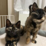 サビ柄姉妹モカちゃん、ココアちゃん