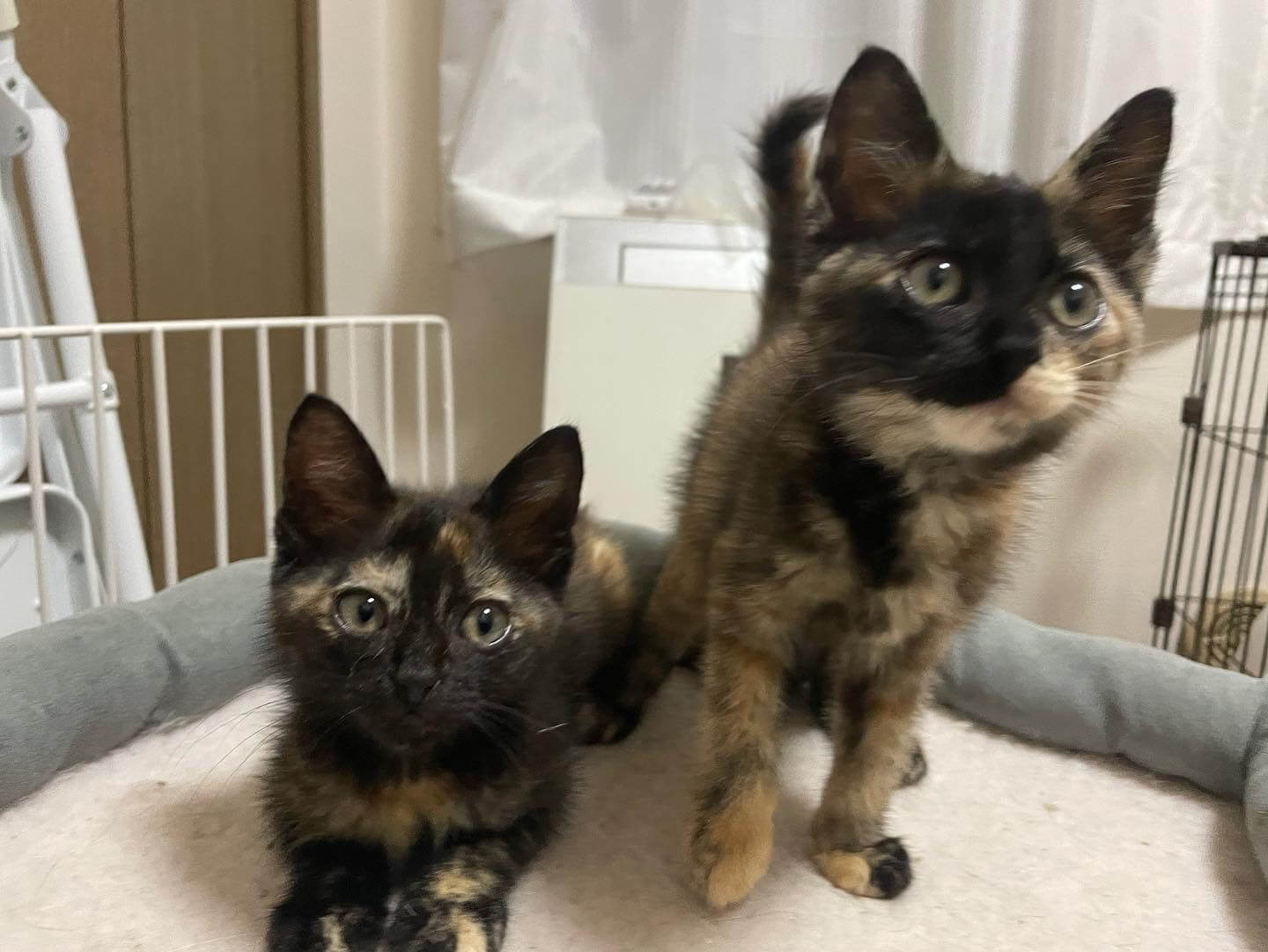 サビ柄姉妹モカちゃん、ココアちゃん