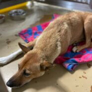 母犬だけで捕獲された子を助けて下さい