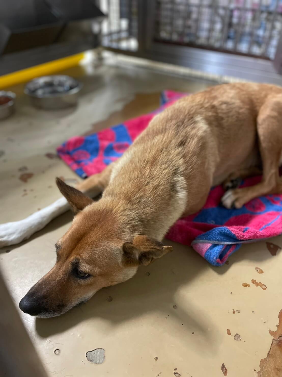 母犬だけで捕獲された子を助けて下さい