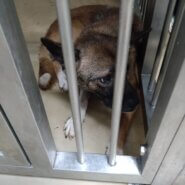 まだまだ若い男の子　家族に迎えて下さい