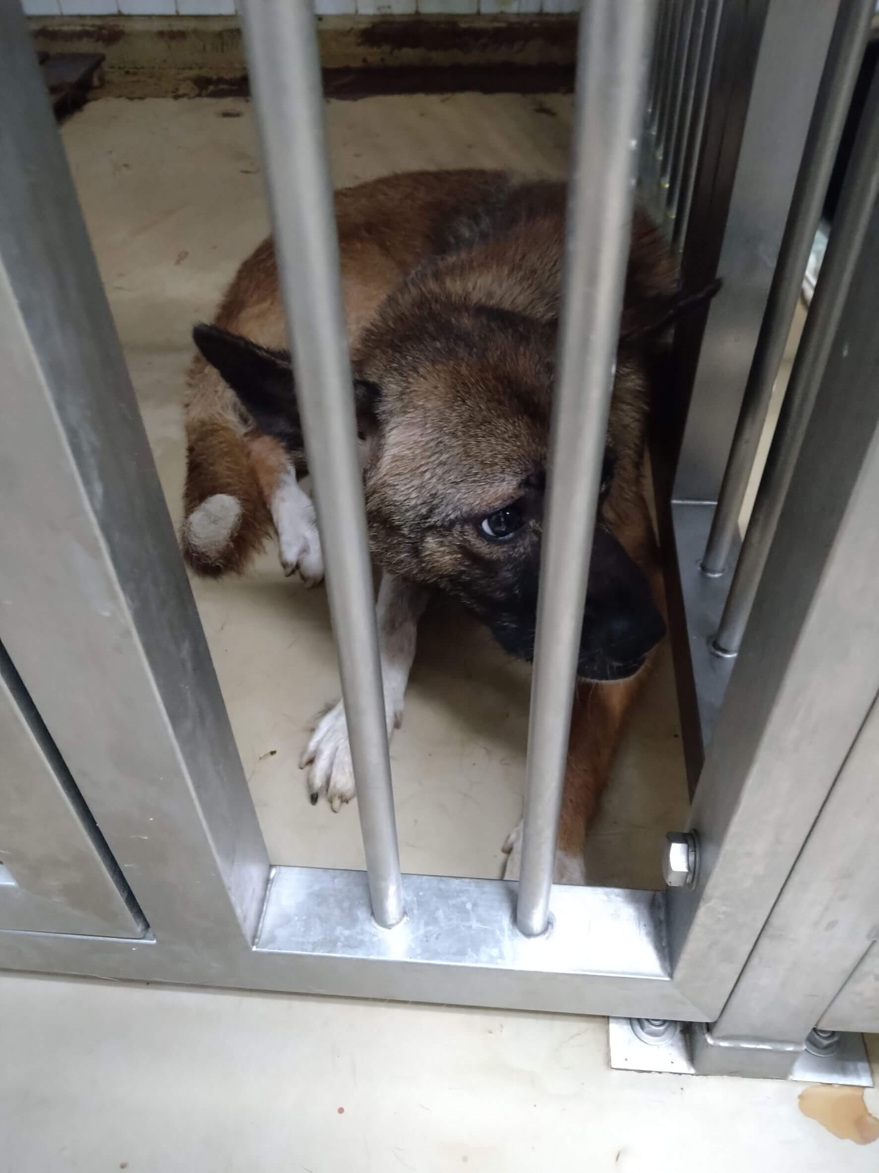 まだまだ若い男の子　家族に迎えて下さい